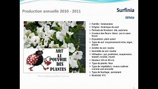 Surfinia White plante annuelle [upl. by Nyleikcaj]