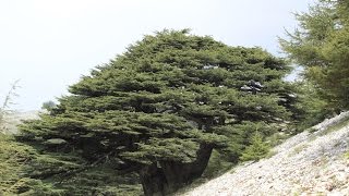 AlShouf Cedar Reserve  Maasser Cedar Forest Lebanon [upl. by Esilehc80]