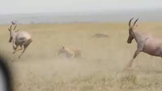 Hyenas Attack Newborn Red Hartebeest Baby [upl. by Imojean]