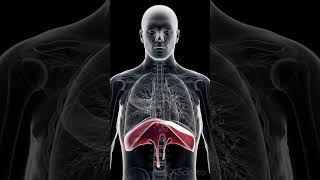 🌬️ The Diaphragm Your Body’s Essential Breathing Muscle 🌬️ [upl. by Wolfson298]