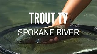 Trout TV  Spokane River Fly Fishing [upl. by Etnoed118]