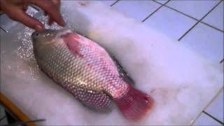 Harvesting Tilapia from the Aquaponics System How to Fillet [upl. by Abrahan]