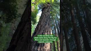 Hike to Pfeiffer Falls in Pfeiffer Big Sur State Park [upl. by Errot328]