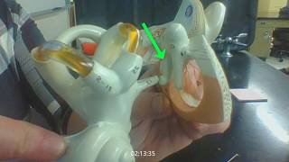 EAR ANATOMY anatomical model of the ear  practical exam tutorial [upl. by Annatsirhc]