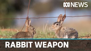 Researchers work to weaponise rogue virus in fight against rabbits  ABC News [upl. by Ahsaei929]