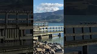 Akaroa part 4 soo many sealgulls [upl. by Labotsirc]