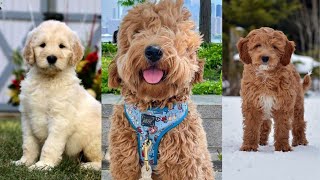 Goldendoodle  Funny and Cute dog video compilation in 2022 [upl. by Mada624]