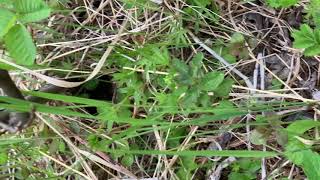 Orangecrowned Warbler Nest [upl. by Goldi]