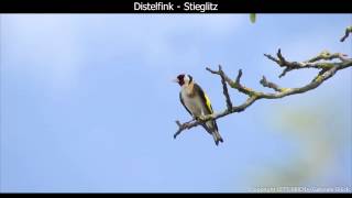 Distelfink  Stieglitz mit Gesang  European goldfinch singing  Carduelis carduelis 1080p HD [upl. by Gerge]