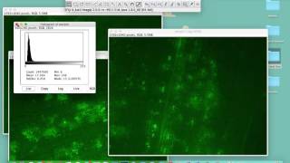 Comparing intensities in different samples using ImageJ [upl. by Javier]