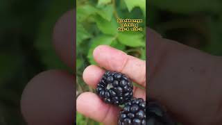 BLACKBERRYS PICKING DAY8 VID2 shortvideo plantitosplantitas plant blackberryspicking [upl. by Ynaffit]