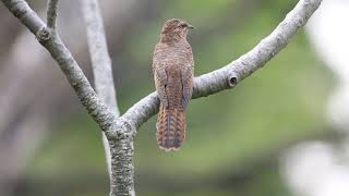 Plaintive cuckoo female [upl. by Aiekam]