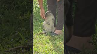 Jutía o Jutía Conga cubana🇨🇺🇨🇺animals nature [upl. by Yasmar426]