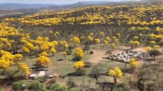 Florecimiento de los Guayacanes en Zapotillo [upl. by Georas837]