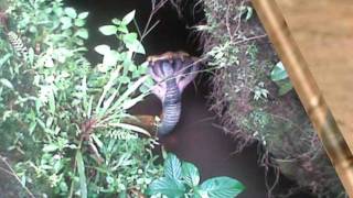 FAKE IMAGES  Five headed snake found in india [upl. by Wordoow938]