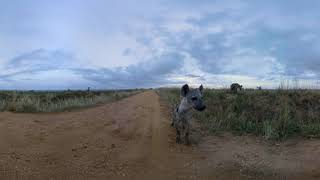 Murchison Falls  Official Teaser 2  Hyenas on the Prowl Short 8K 3D 360 VR Video [upl. by Garzon374]