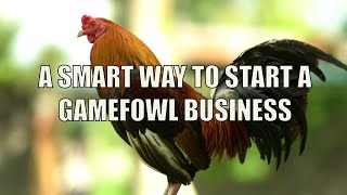 A Smart way to Start a Gamefowl Business [upl. by Swihart]