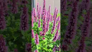 Agastache Beelicious Pink Video [upl. by Eynobe]