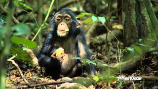 Chimpanzee  Oscars Chimp Diaries Part 3  HD [upl. by Drofxer994]