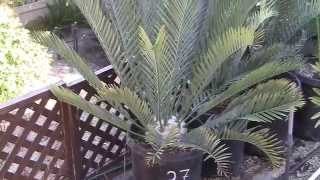 Cycad Encephalartos Sale [upl. by Saum]