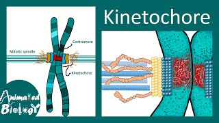 Kinetochore  Structure and Function  Molecular biology [upl. by Ultima]