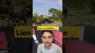 African Lion VS buffalo  Who Would Reign Supreme A big fight [upl. by Otrebide]