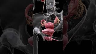 Understanding the Uterus Bladder and Ovaries anatomy meded 3danimation [upl. by Yrbua]