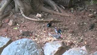 Southern African Birds Black and white Mannikin pair [upl. by Norvan]