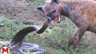 70 Craziest Animal Fights of All Time [upl. by Giza]