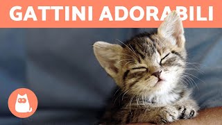 Video di GATTINI TENERISSIMI 😻  COMPILATION gattini teneri ❤️ [upl. by Barris645]