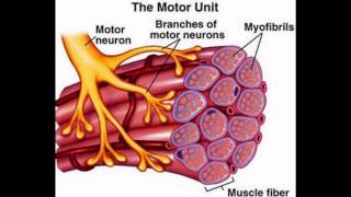 Mechanism of Muscle Contraction [upl. by Ahsait198]