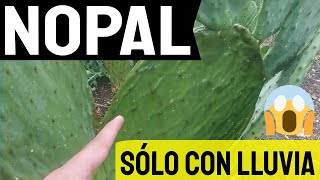 🌵 Nopal Verdura ¿Es RENTABLE Cuánto produce en TEMPORAL‼ Parte 1 [upl. by Aprile]