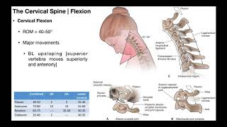 Cervical Flexion amp Extension BIOMECHANICS [upl. by Merrick]