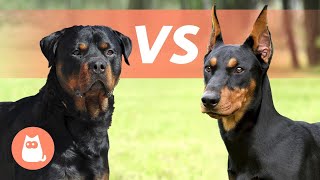 Rottweiler vs Dobermann Pinscher 🐶 Welche Rasse passt am besten zu dir [upl. by Eicats]