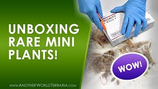 Rare Terrarium Plant Unboxing MustSee Plants [upl. by Unders]