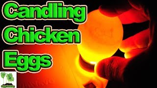 How To Candle Chicken Eggs [upl. by Idnew]