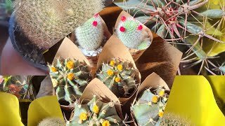 Cactos Novos na Coleção Expoflor HolambraExpoflor na Apae de Tangará da Serra MT [upl. by Treharne]