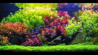 STEP BY STEP AQUASCAPE DUTCHSTYLE [upl. by Comptom221]