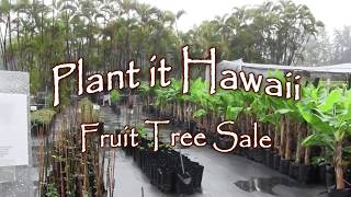 Plant it Hawaii fruit tree sale [upl. by Zetra]