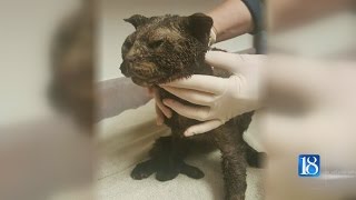 Cat found tied up covered in gas and set on fire is still alive [upl. by Balough]