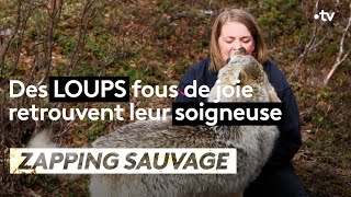 Des loups fous de joie retrouvent leur soigneuse  ZAPPING SAUVAGE [upl. by Rora]