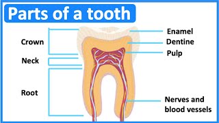 Parts of a tooth 🦷  Tooth anatomy amp function  Easy science lesson [upl. by Idou]