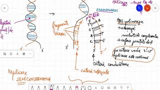 Replicare ADN  informații suplimentare pentru olimpiadă [upl. by Cedar]