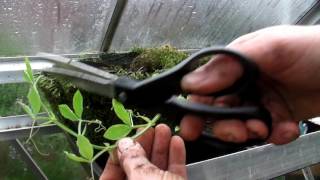 Potting out Sweet Peas  Claires Allotment  Part 324 [upl. by Alden891]