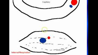 External and Internal Respiration [upl. by Fenelia]