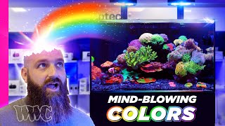 The MOST COLORFUL amp MESMERIZING Waterbox Reef Tank [upl. by Allegra]