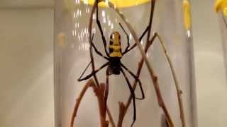 Nephila turneri  Silk Spider  Seidenspinne [upl. by Idolem236]