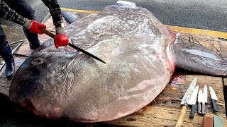 포획한 어부도 놀란 사이즈 무게 12톤 초대형 개복치 해체 작업 Giant Sunfish Cutting Skill  Korean street food [upl. by Paugh]