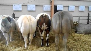 les bovins  la ferme en fête dalençon 2014 [upl. by Byrom525]