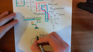 Synaptotagmin and Phosphatidylserine Part 1 [upl. by Featherstone]